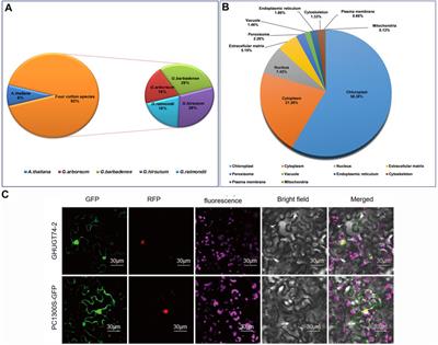 Genome-wide identification, evolution and function analysis of UGTs superfamily in cotton